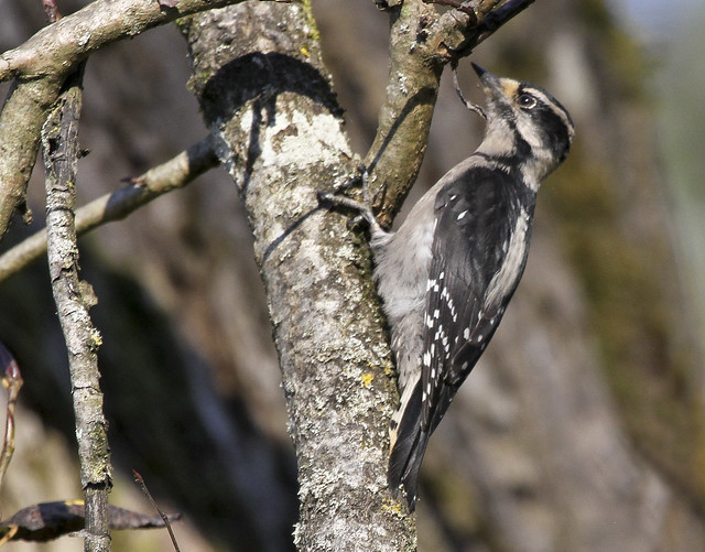 Female Downy Woodpecker (Picoides pubescens)
