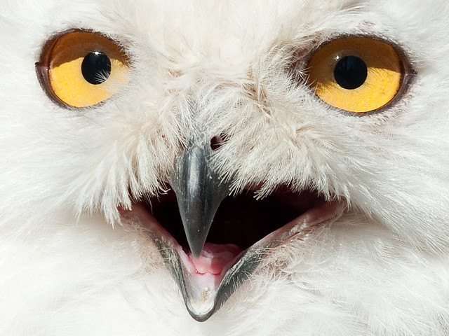 snowy owl close-up