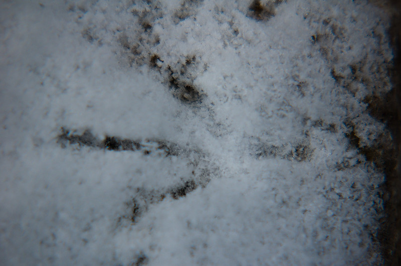 Wood pigeon footprint