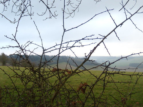 View through a bush DSCN0001_03 Saunderton Circular via Bledlow