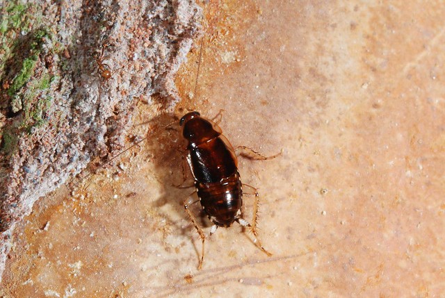 Unidentified Roach X