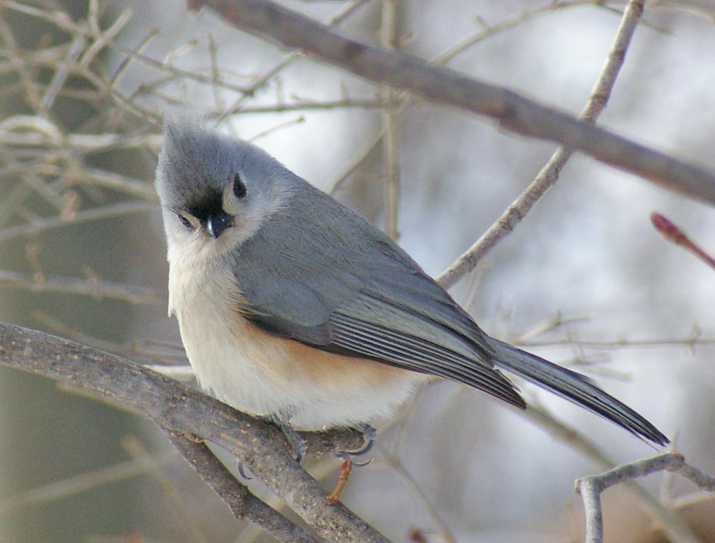 Hi there. :) | Tufted Titmouse (Baeolophus bicolor), Rocky R… | Flickr