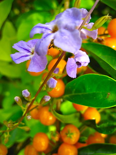 This Was A Bush That Had Purple Flowers And Orange Berry T Flickr,Keeping Up With The Joneses Full Movie
