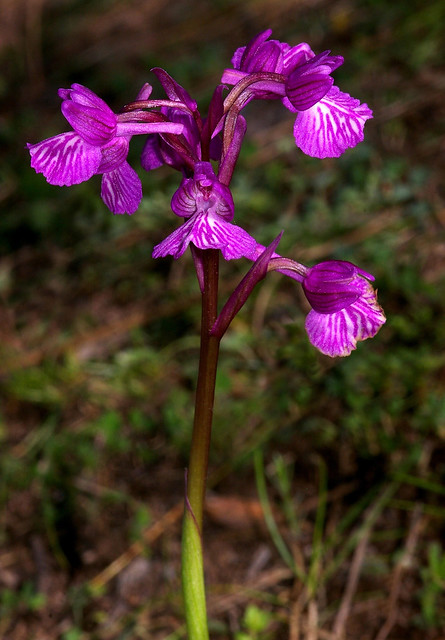 Orchis x gennarii [nm.] subpapilionacea (Orchis morio subsp. champagneuxii x Orchis papilionacea L.) - ORCHIDACEAE - Ojén (Málaga) (1)