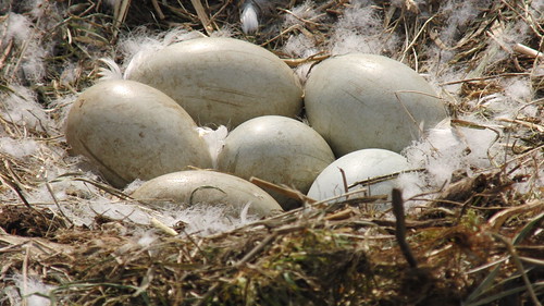 Geen vier maar Zes - Six  Swan Eggs | by ellab3