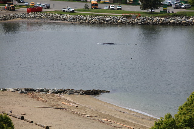 Grey Whale in False Creek Vancouver BC