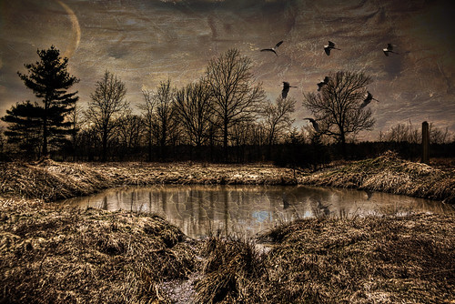 water canon book vermont memories cranes textures swamps wetlands addison ponds photoart topaz photomatix pse8