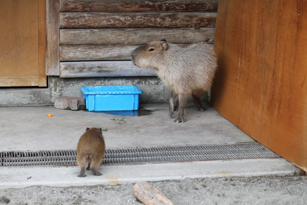 カピバラ Capybara 市川市動植物園のカピバラ親子です 10 5 30撮影 Capybarajp Flickr