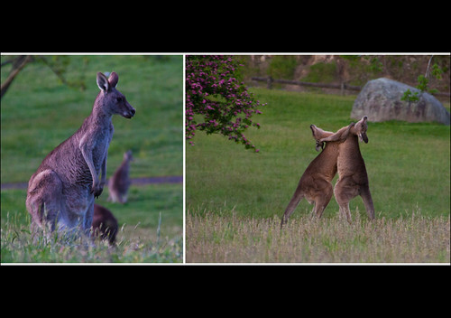 Evening Boxers by AshMashMash, (Day 3!)
Went out today to Cardinia Reservoir Parks to photograph some wild Kangaroos in the evenin