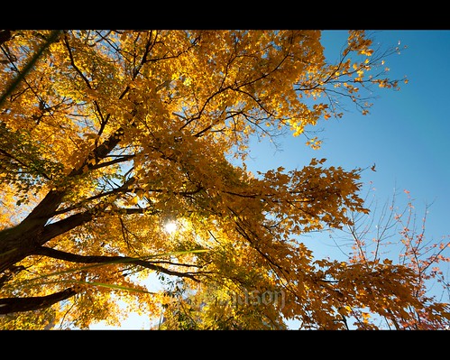 sun tree fall colors leaves golden asheville northcarolina pritchardpark nikonafsnikkor1635mmf4gedvr tscf2010ar