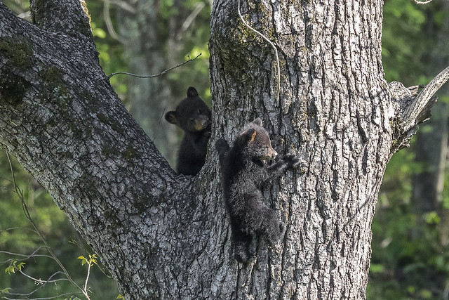 Bear Cubs in a Tree