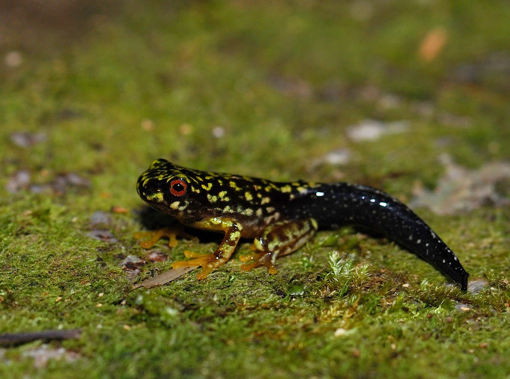 Brook frog froglet by Andrew Snyder Photography