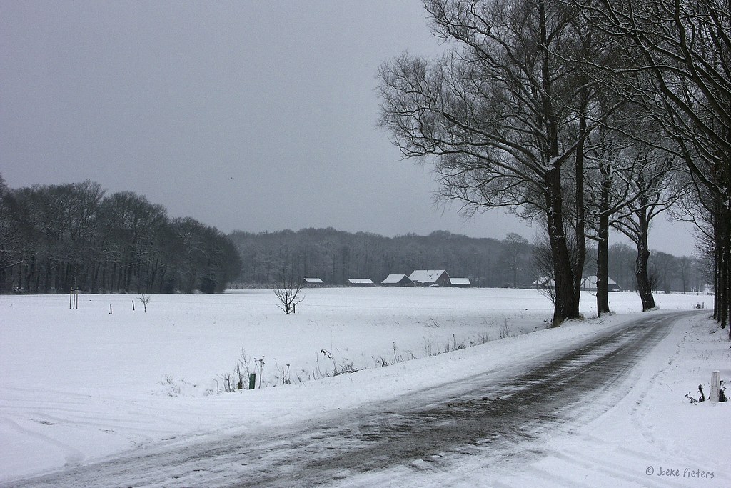 Road with trees.... and snow by joeke pieters