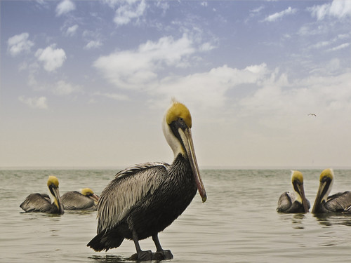 ocean sea portrait bird pelicans birds photography texas wildlife pelican southpadreisland canonsx10is