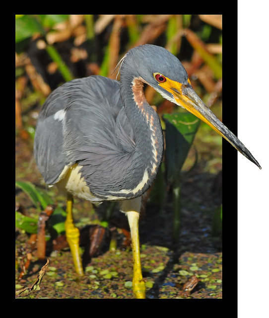 tricolored heron coming out of frame
