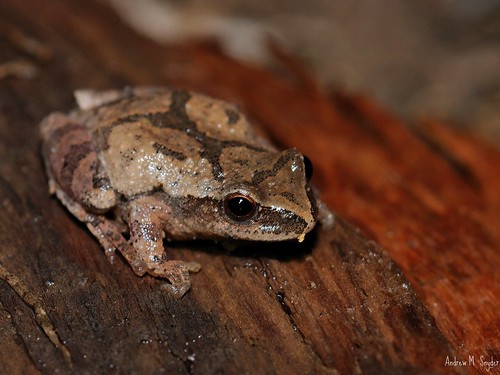 Spring Peeper by Andrew Snyder Photography
