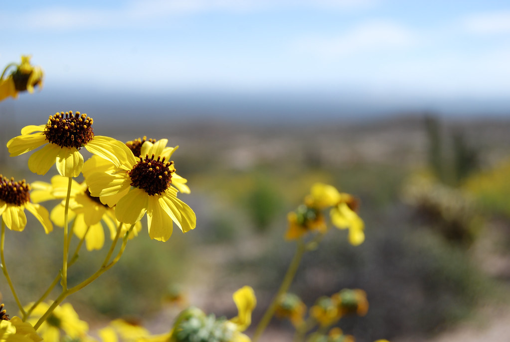 Flor del Desierto | Puerto Libertad, Sonora. | Roberto_Araiza | Flickr