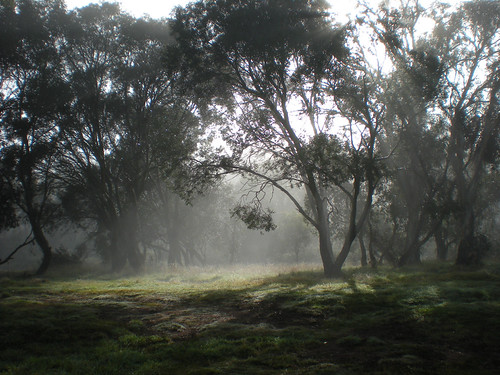 Fog & sunbeams | by Cowboy Dave