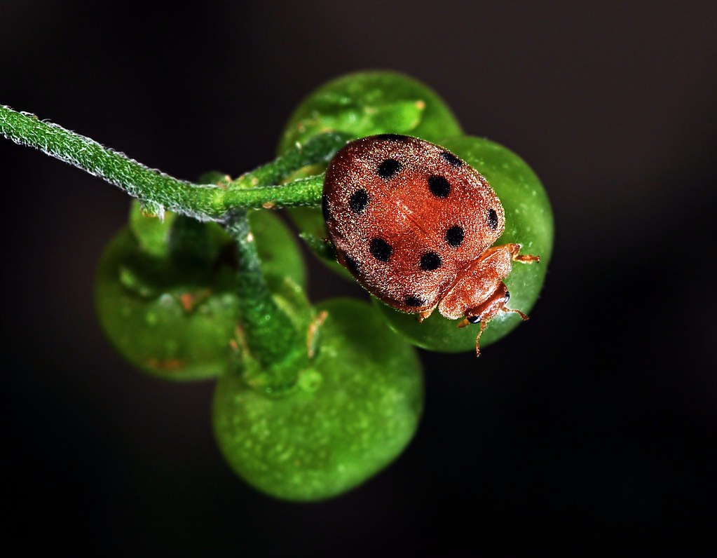 Ladybug - Did you know : During hibernation ladybugs feed on their stored fat.. (Explored)