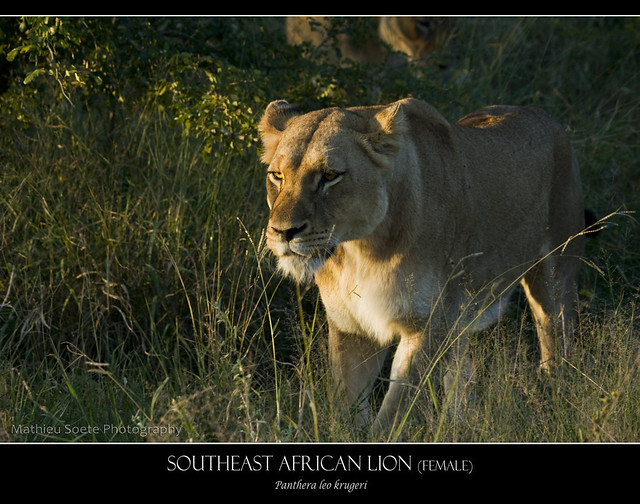 South Africa - Kruger National Park - Southeast African Lion female