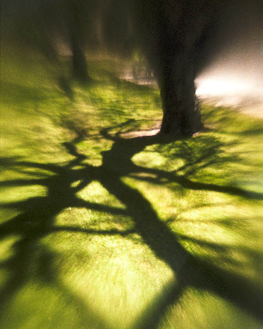 Tree and Shadows