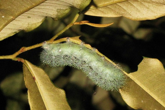 Unidentified Caterpillar 54