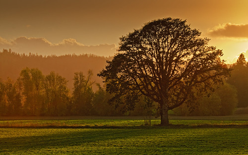 Embrace by Jason - Meniscus Images, A large spreading oak tree seems to stretch it's limbs towards the setting sun in a pasture near Ban
