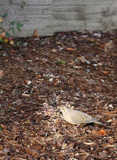 Mourning dove and seed
