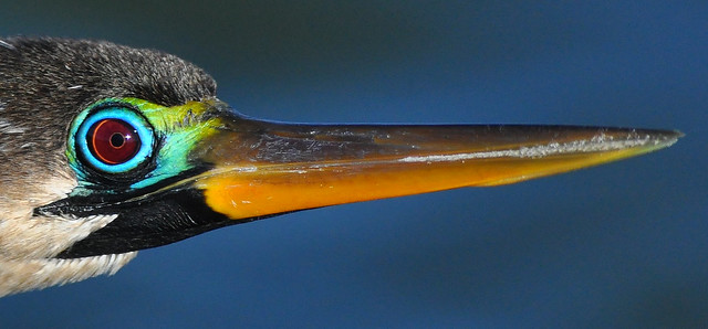 anhinga breeding lore