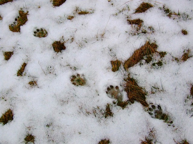 Otter prints in snow