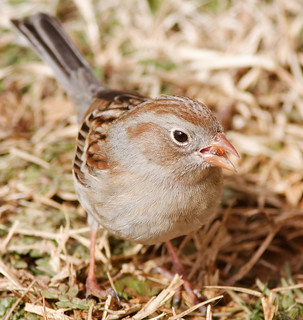 Field Sparrow / Spizella pusilla (42/365) | by Josh Beasley