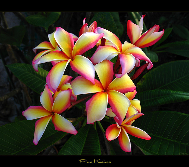 Hawaiian Flowers - The Plumeria Puu Kahea