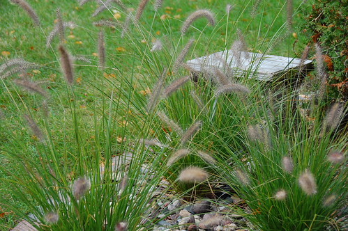 Backyard Prairie Grass | by mjb8216