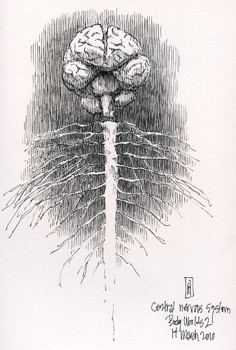 Central nervous system | ink drawing of plastinated anatomic… | Flickr