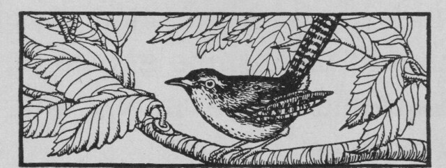 bird on a branch ill by M. H. Matchitt