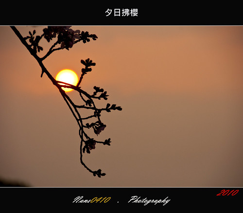 夕日拂櫻(Sunset scene) by nans0410(busy)