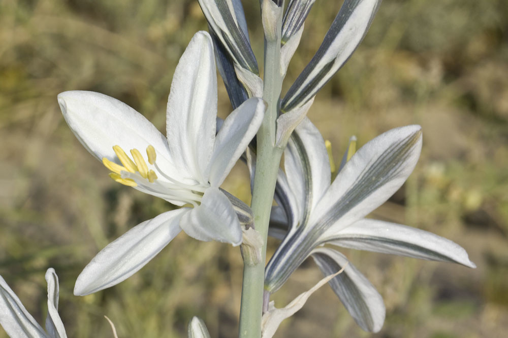 Desert Lily, Hesperocallis undulata | Anza-Borrego Desert St… | Flickr