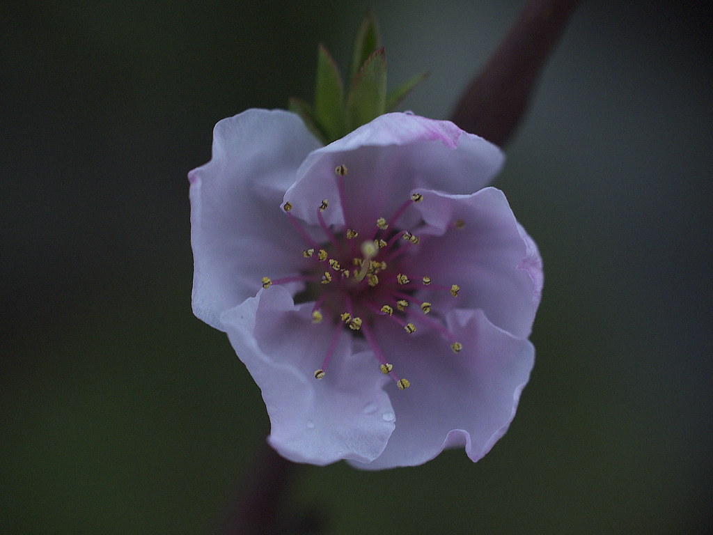 blue-tinged pink #3 by slowhand7530