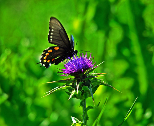 Pipevine Swallowtail by champbass2