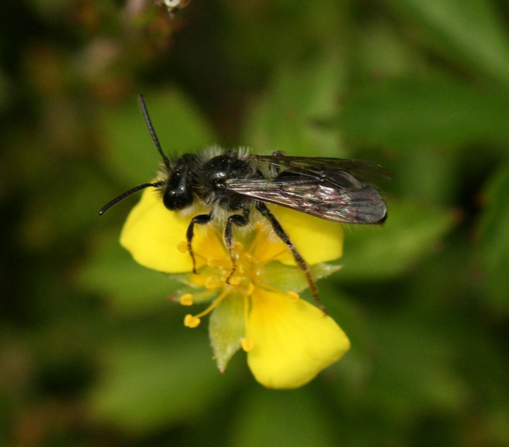 Andrena sp. male (possibly tarsata)