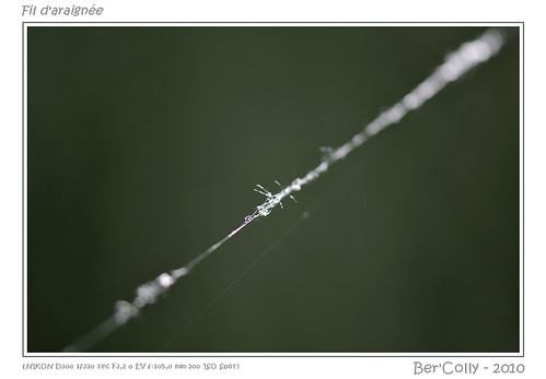 Fil d'araignée by BerColly