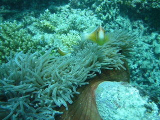 L1050590 | Flynn reef gordonsハナビラクマノミ | dazegg | Flickr