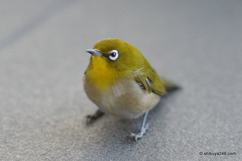 Lots of people walked by and took photos, but nobody seemed to know what to do about the inured bird.