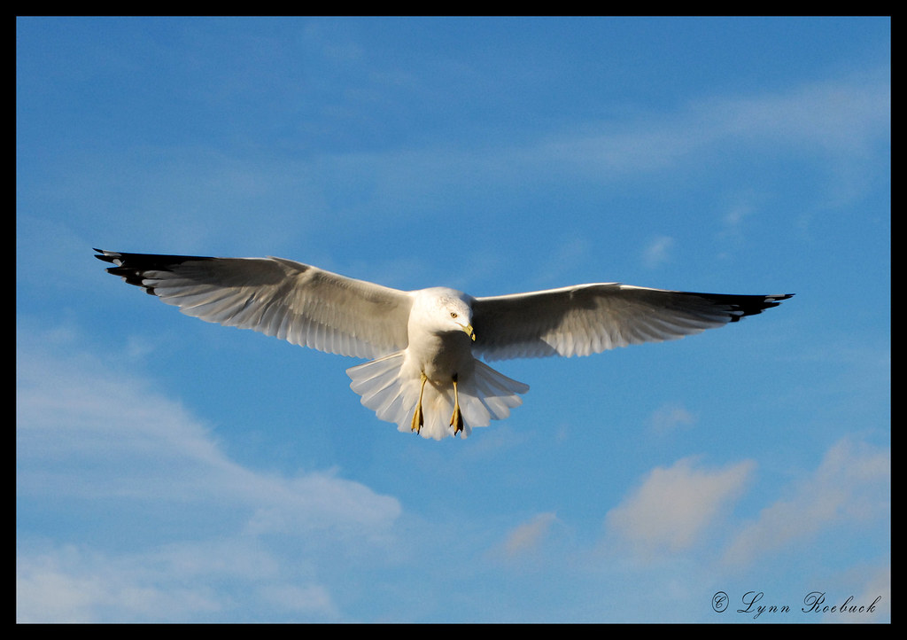 Fly like an eagle... by lynn roebuck photography