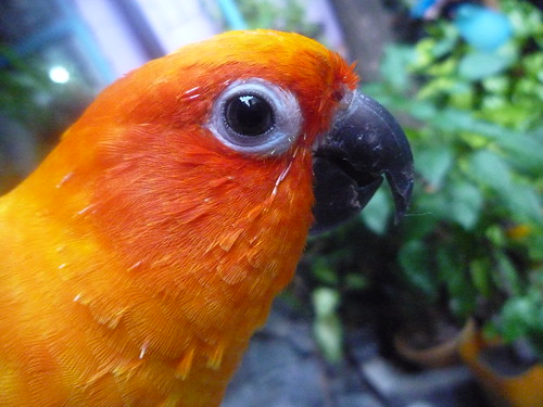 sun parakeet | The Sun Parakeet or Sun Conure (Aratinga sols… | Flickr