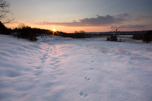 pictures sunset snow rabbit sunrise canon matt photography andrews photos snowy conway path snowdrift tracks sigma ridge peter arkansas zack 1020mm 35 kennedy manfrotto summers xsi caden cottontail magnesit donnell cullmann 450d 190xprob