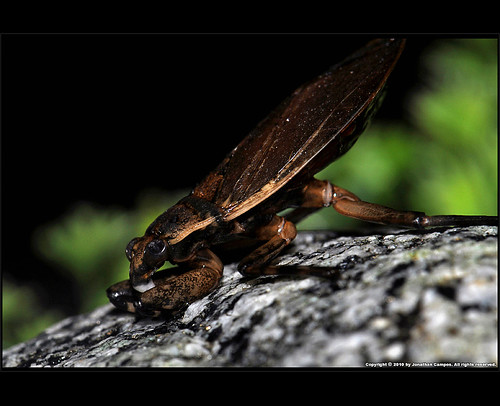 Giant Water Bug. by Jonathan|Campos