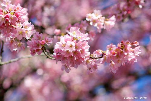 Pink on Pink - Cherry Blossoms 6102e by Harris Hui (in search of light)