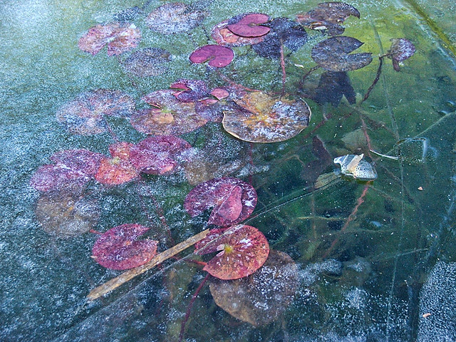 2005-01-05 Frozen Water Lilies