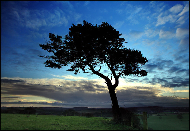 A Tree in Somerset